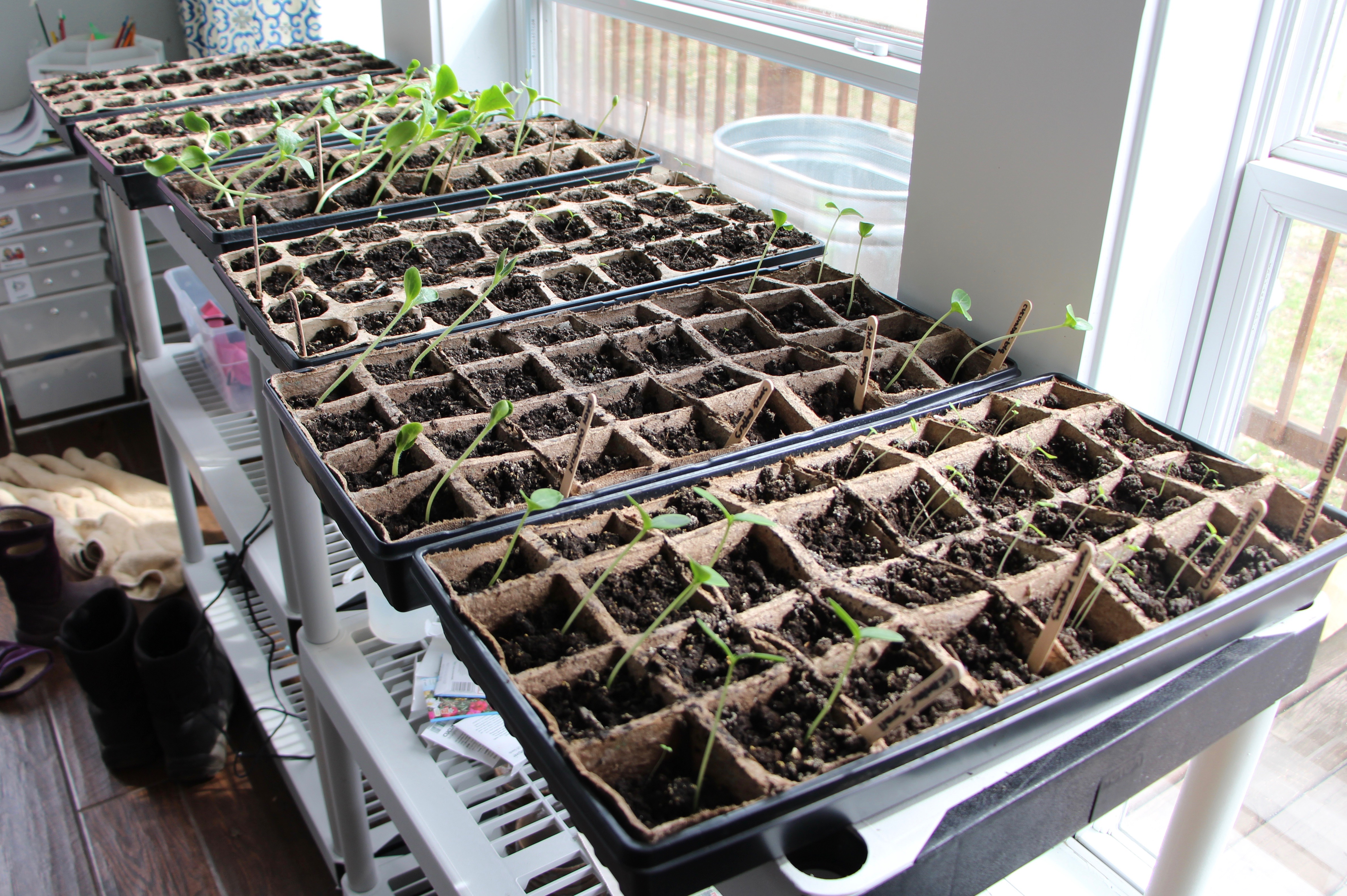 Starting Seeds Indoors